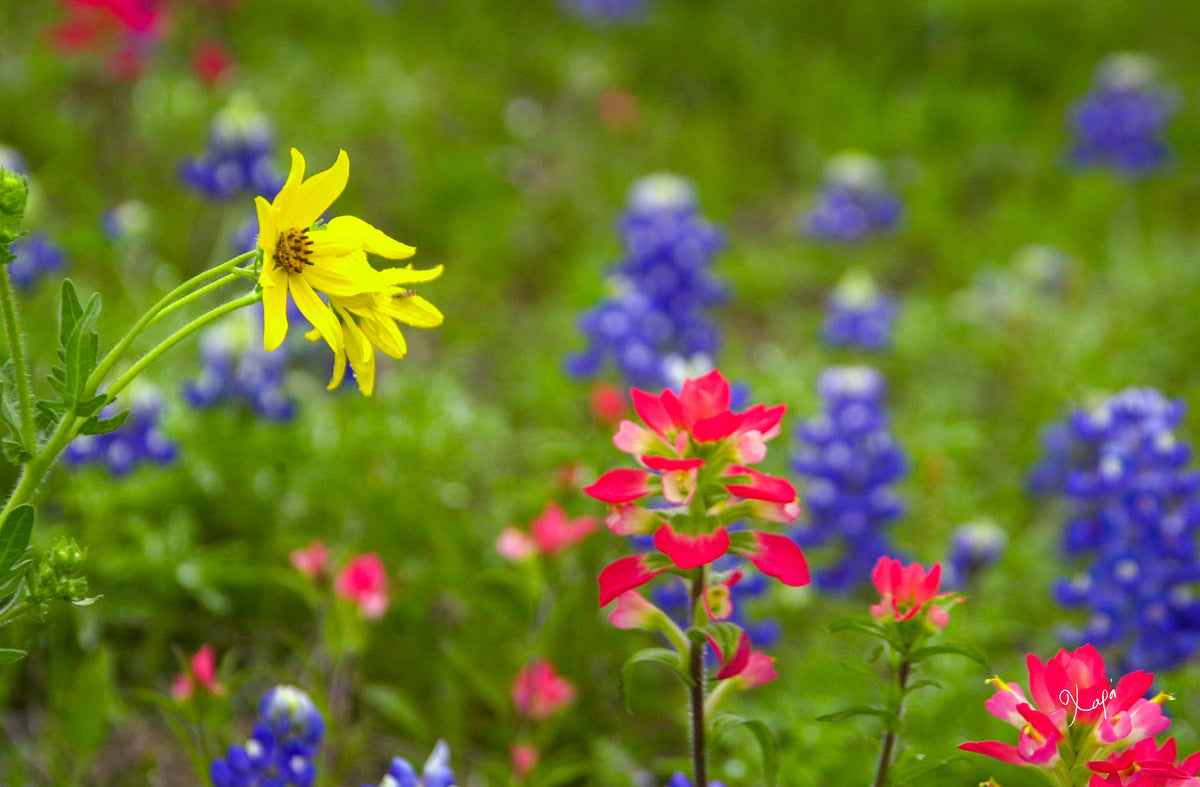 2561352 :: Giclée Fine Art Matte Paper Print