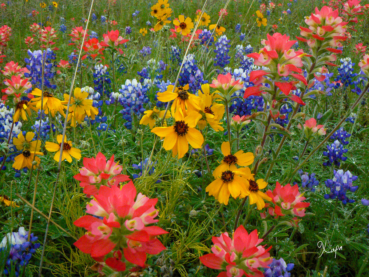 2561353 :: Giclée Poster Satin Photo Paper Print