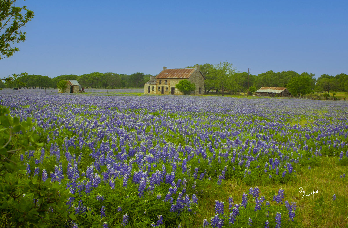 2561337 :: Giclée Rolled Canvas Print