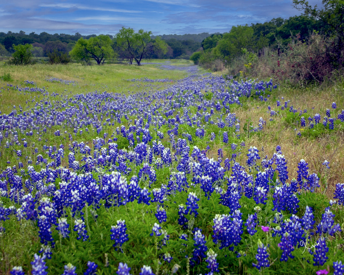 2561335 :: Giclée Fine Art Matte Paper Print