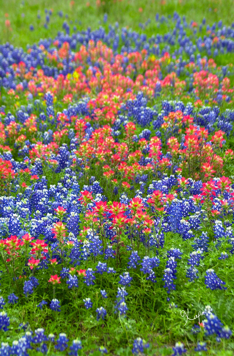 2561334 :: Giclée Fine Art Matte Paper Print