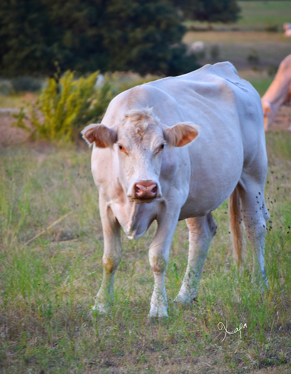 2561328 :: Giclée Poster Satin Photo Paper Print