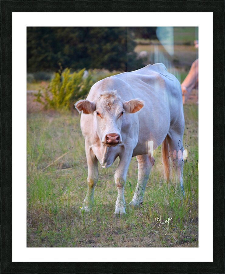 2561328 :: Framed Print