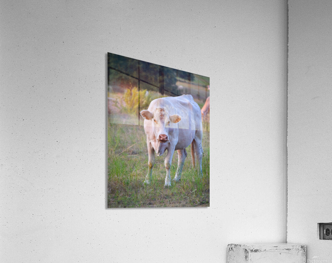 2561328 :: Acrylic Print