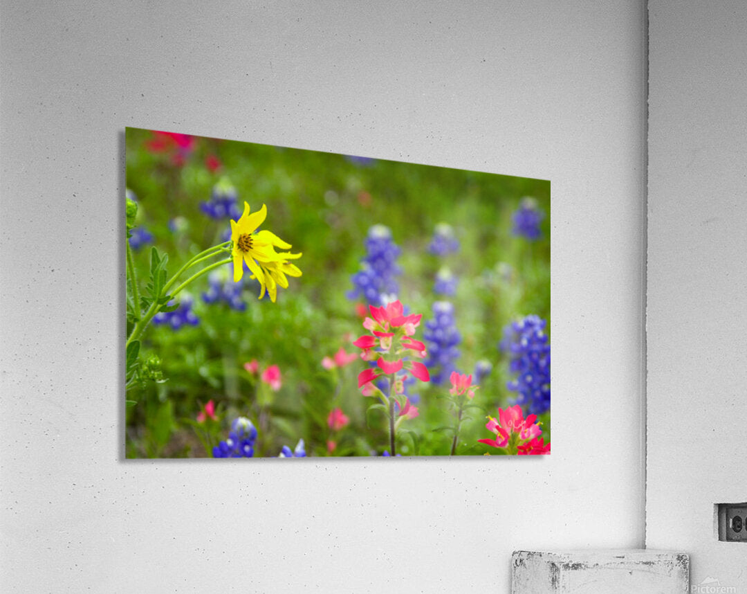 2561352 :: Acrylic Print