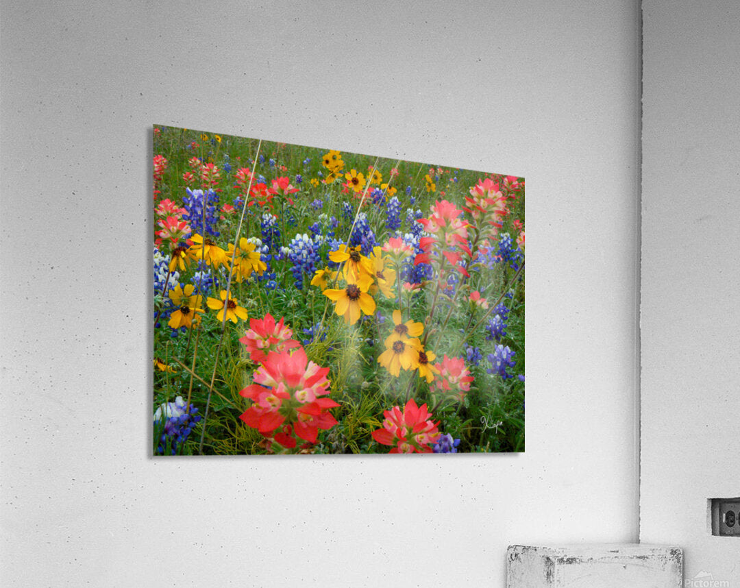 2561353 :: Acrylic Print