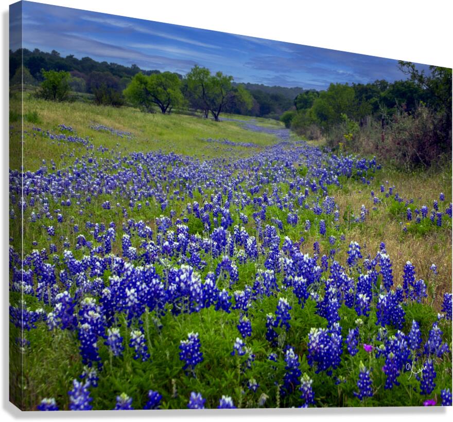 2561335 :: Giclée Stretched Canvas Print