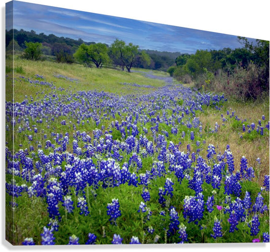 2561335 :: Giclée Stretched Canvas Print