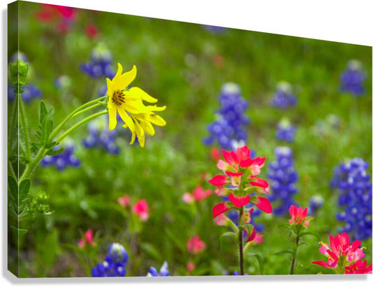 2561352 :: Giclée Stretched Canvas Print