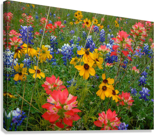 2561353 :: Giclée Stretched Canvas Print