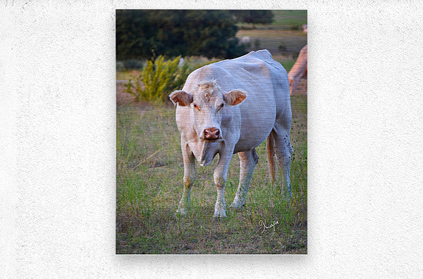 2561328 :: Brushed Metal Print