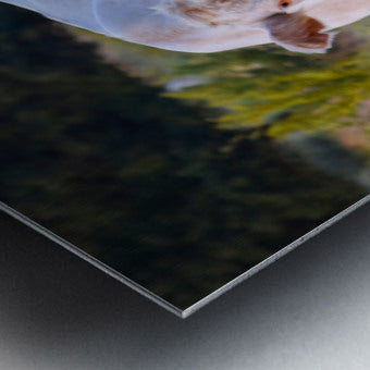 2561328 :: Brushed Metal Print