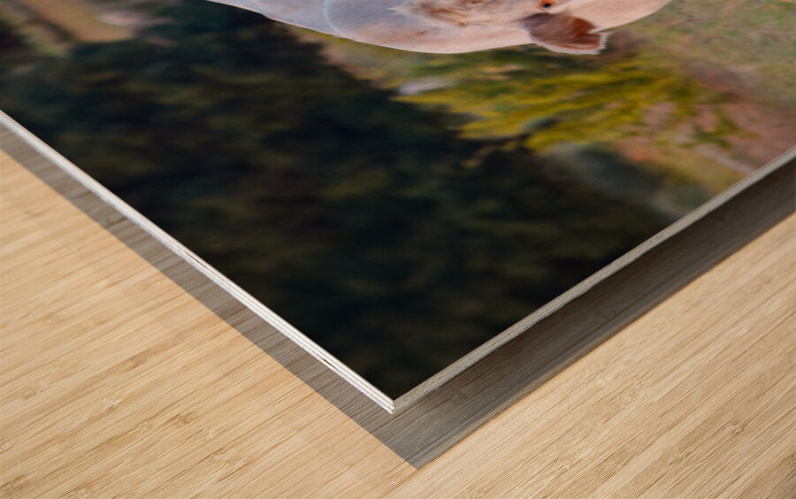 2561328 :: Wood Print